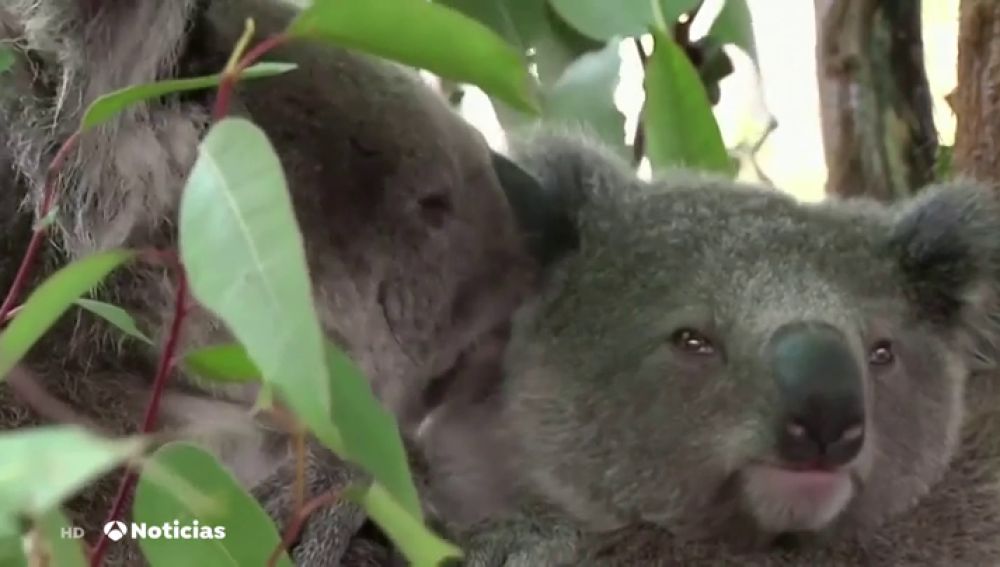 Los incendios en Australia ponen en serio peligro de extinción a los koalas 