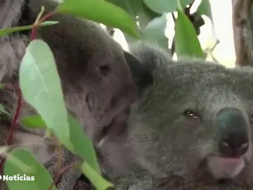 Los incendios en Australia ponen en serio peligro de extinción a los koalas Los incendios en Australia ponen en serio peligro de extinción a los koalas
