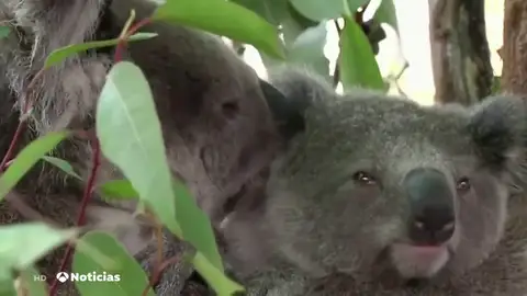 Los incendios en Australia ponen en serio peligro de extinción a los koalas Los incendios en Australia ponen en serio peligro de extinción a los koalas