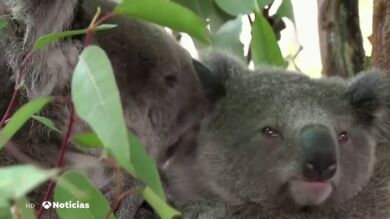 Los incendios en Australia ya han provocado la muerte de 8.000 koalas poniéndolos en serio peligro de extinción