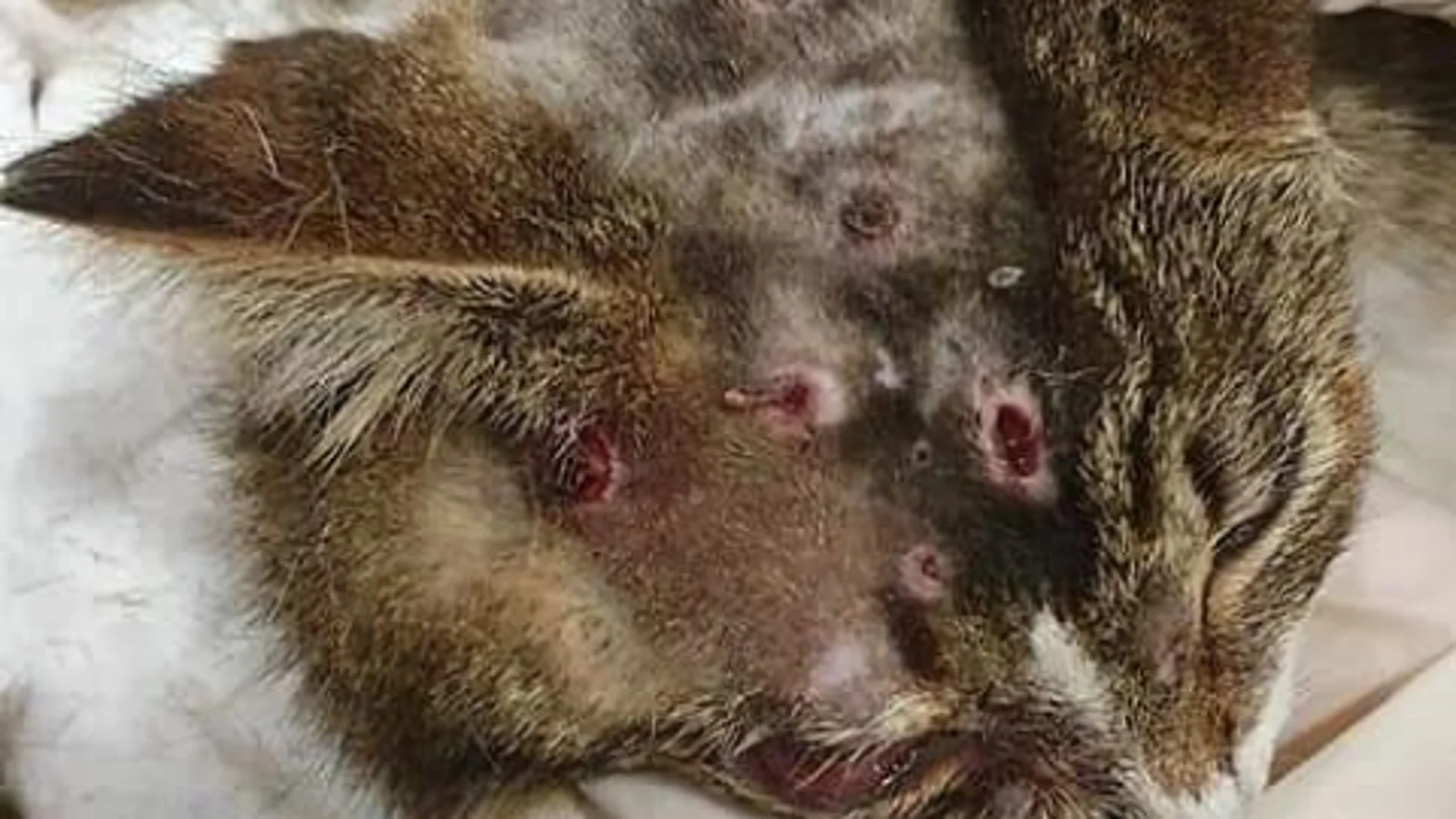 Un gato recibe quince disparos en la cara Un gato recibe quince disparos en la cara