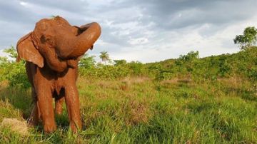 Imagen de Ramba, la elefanta fallecida