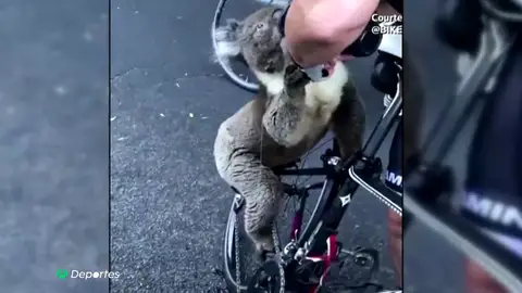 KoalaDeshidratado KoalaDeshidratado