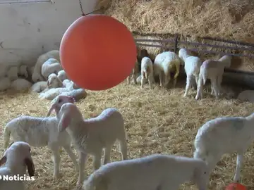 Triunfa el método de un granjero para que sus animales no se enfermen a menudo Triunfa el método de un granjero para que sus animales no se enfermen a menudo