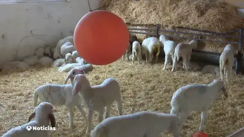 Triunfa el método de un granjero para que sus animales no se enfermen a menudo Triunfa el método de un granjero para que sus animales no se enfermen a menudo