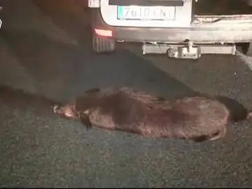Los accidentes de tráfico contra jabalíes se disparan Los accidentes de tráfico contra jabalíes se disparan