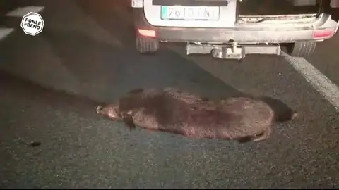 Los accidentes de tráfico contra jabalíes se disparan Los accidentes de tráfico contra jabalíes se disparan