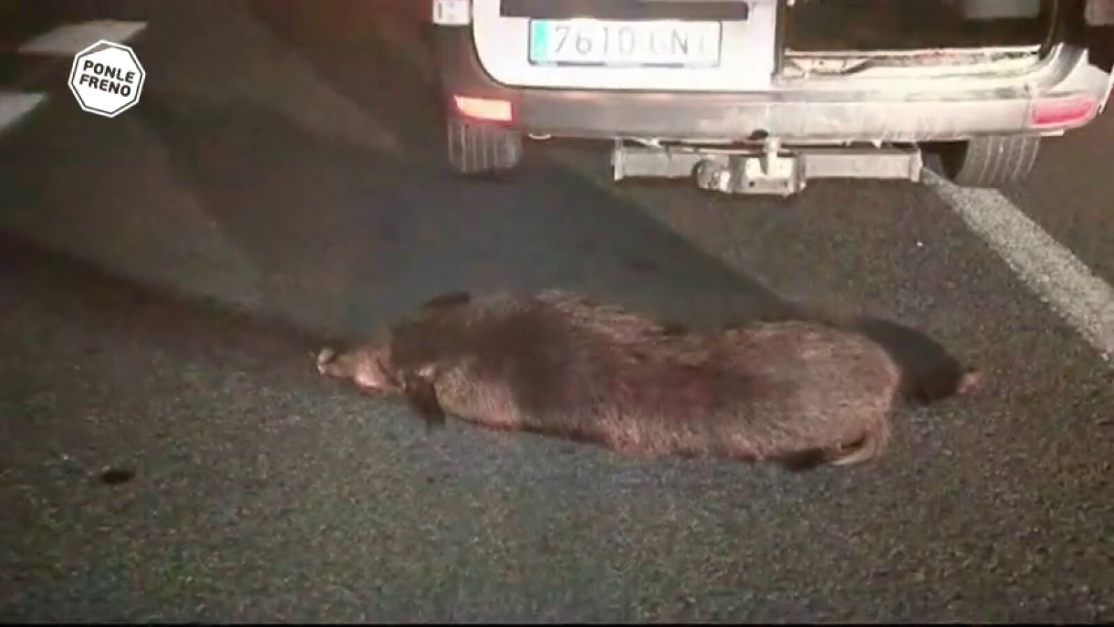 Los accidentes de tráfico contra jabalíes se disparan