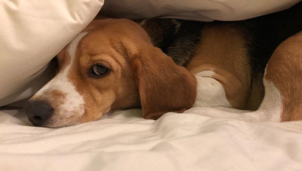 Cinco consejos para evitar que tu perro sufra con los petardos esta Nochevieja