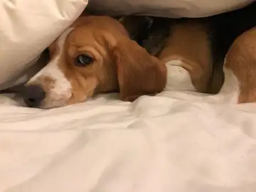 Un perro de la raza beagle asustado Un perro de la raza beagle asustado