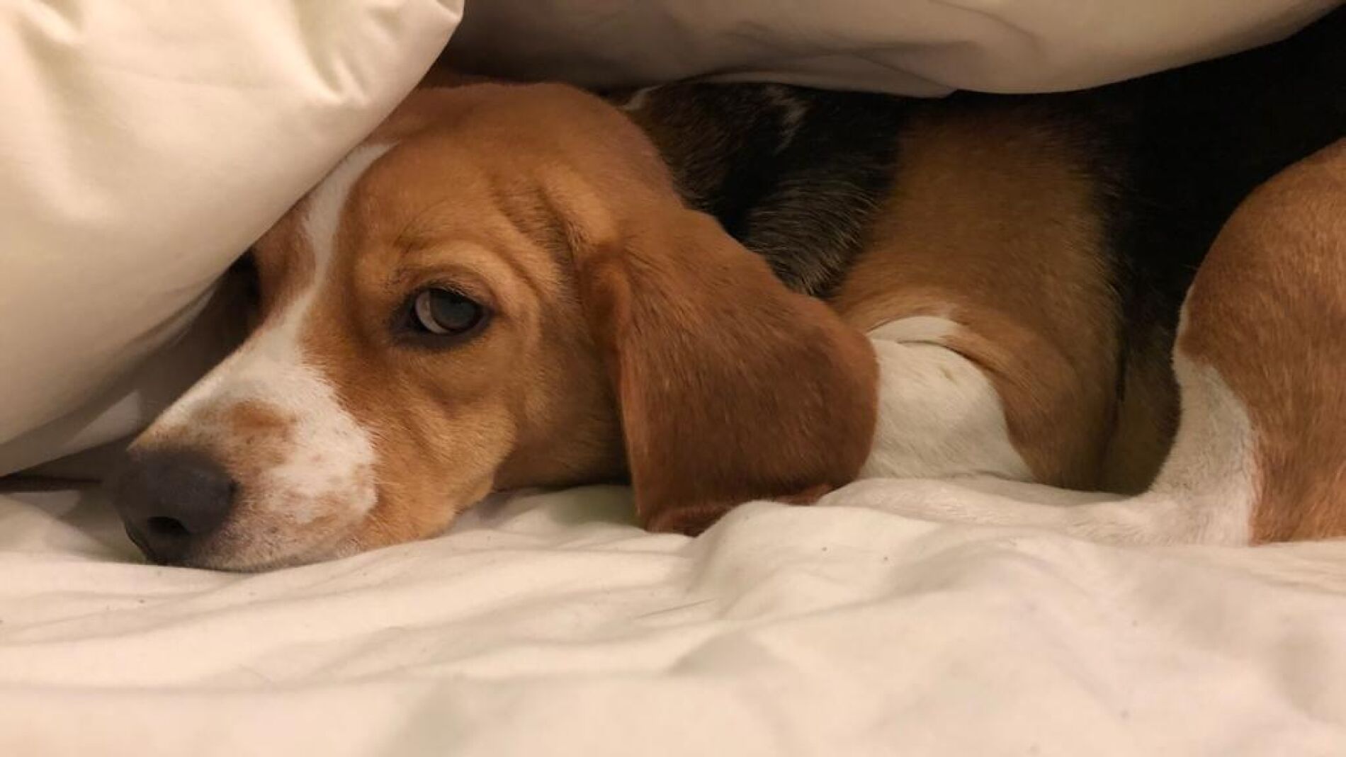 Un perro de la raza beagle asustado 