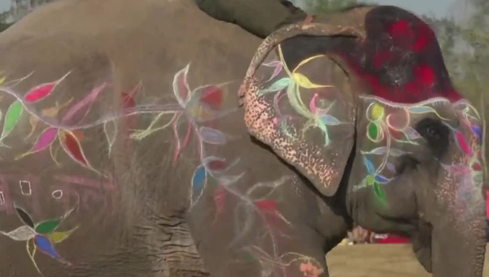 Cinco elefantes protagonistas de un concurso de belleza en Nepal