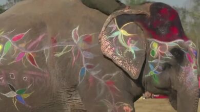 Cinco elefantes, protagonistas de un concurso de belleza en Nepal
