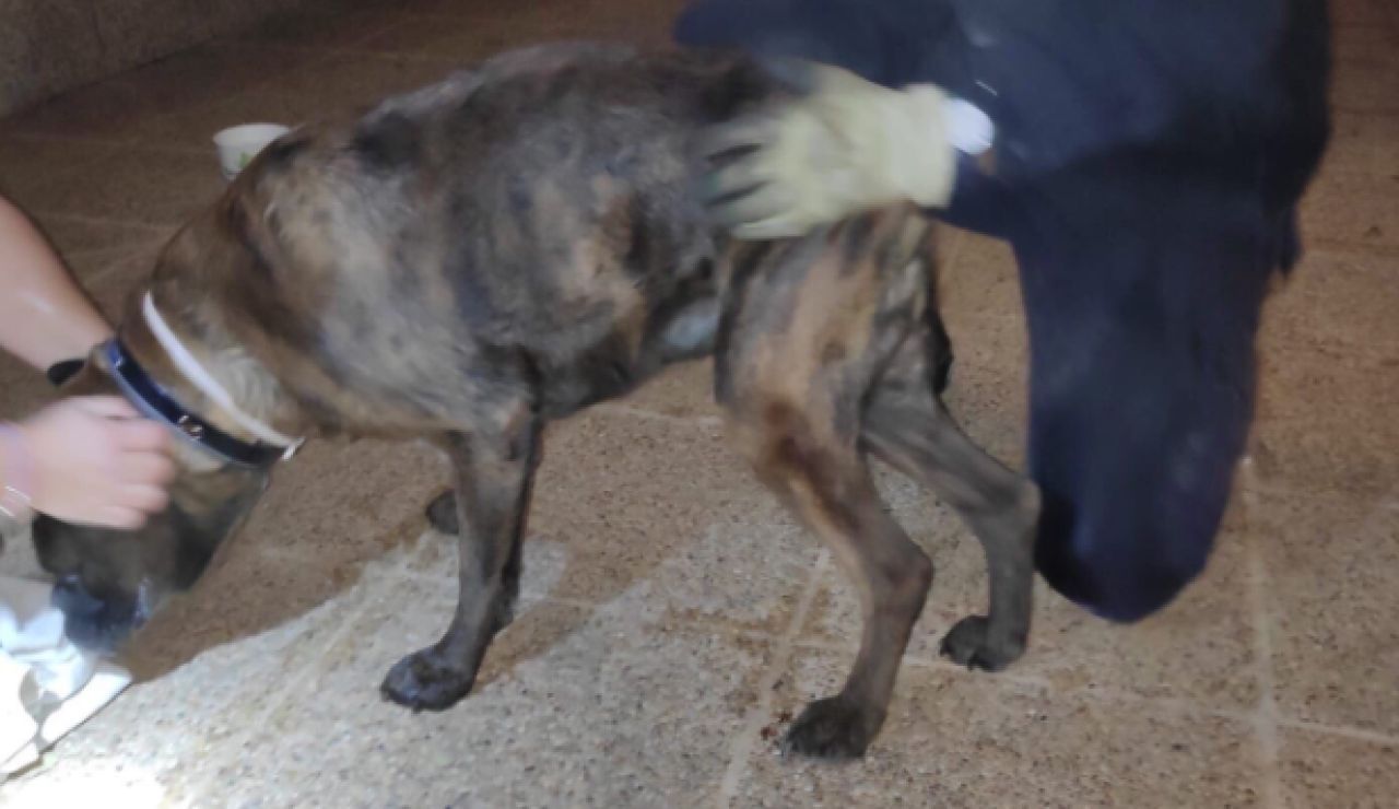 Los bomberos rescatan a un perro en Palma