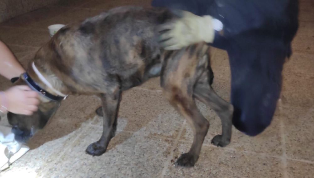 Los bomberos rescatan a un perro en Palma