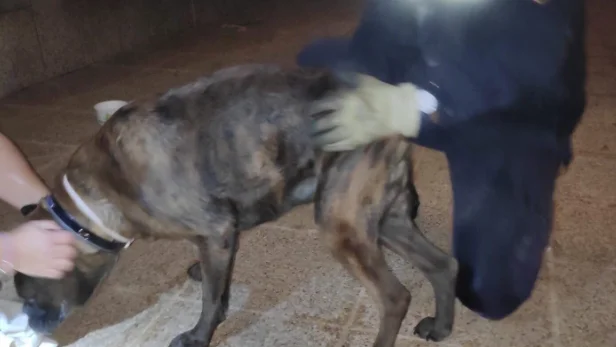 Los bomberos rescatan a un perro en Palma Los bomberos rescatan a un perro en Palma