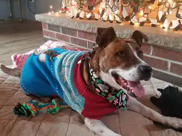 "Un hogar justo por Navidad" "Un hogar justo por Navidad"
