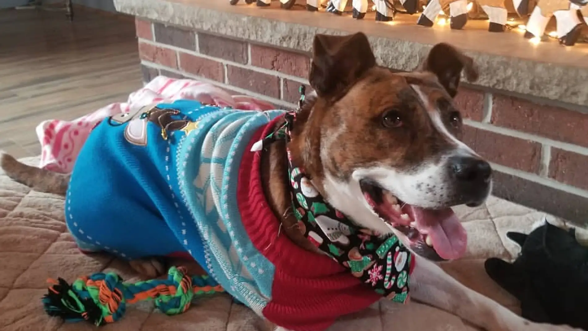 "Un hogar justo por Navidad" "Un hogar justo por Navidad"