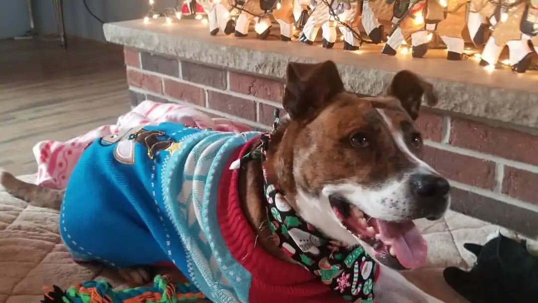 "Un hogar justo por Navidad" "Un hogar justo por Navidad"