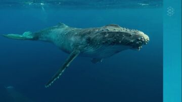 ¿Conocías la importancia de las heces de las ballenas?