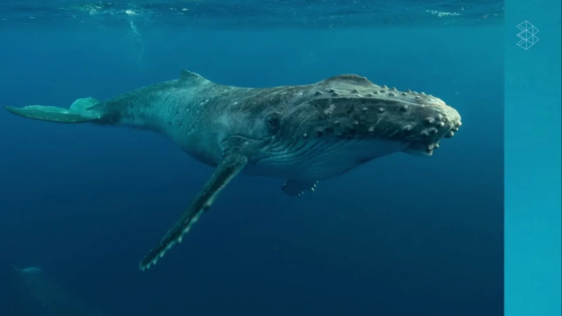 ¿Conocías la importancia de las heces de las ballenas? ¿Conocías la importancia de las heces de las ballenas?