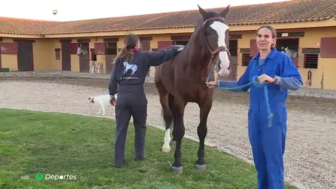 Los caballos van al fisio: "Es similar a lo que te pueden hacer a ti" Los caballos van al fisio: "Es similar a lo que te pueden hacer a ti"