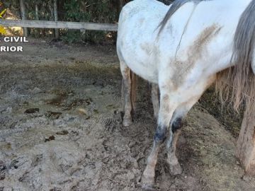 La mayoría de los caballos presentaban signos de llevar meses con una mala alimentación