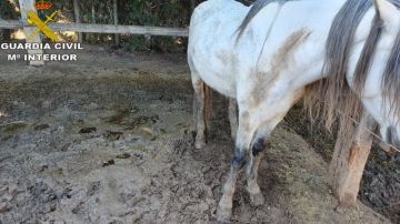 La mayoría de los caballos presentaban signos de llevar meses con una mala alimentación