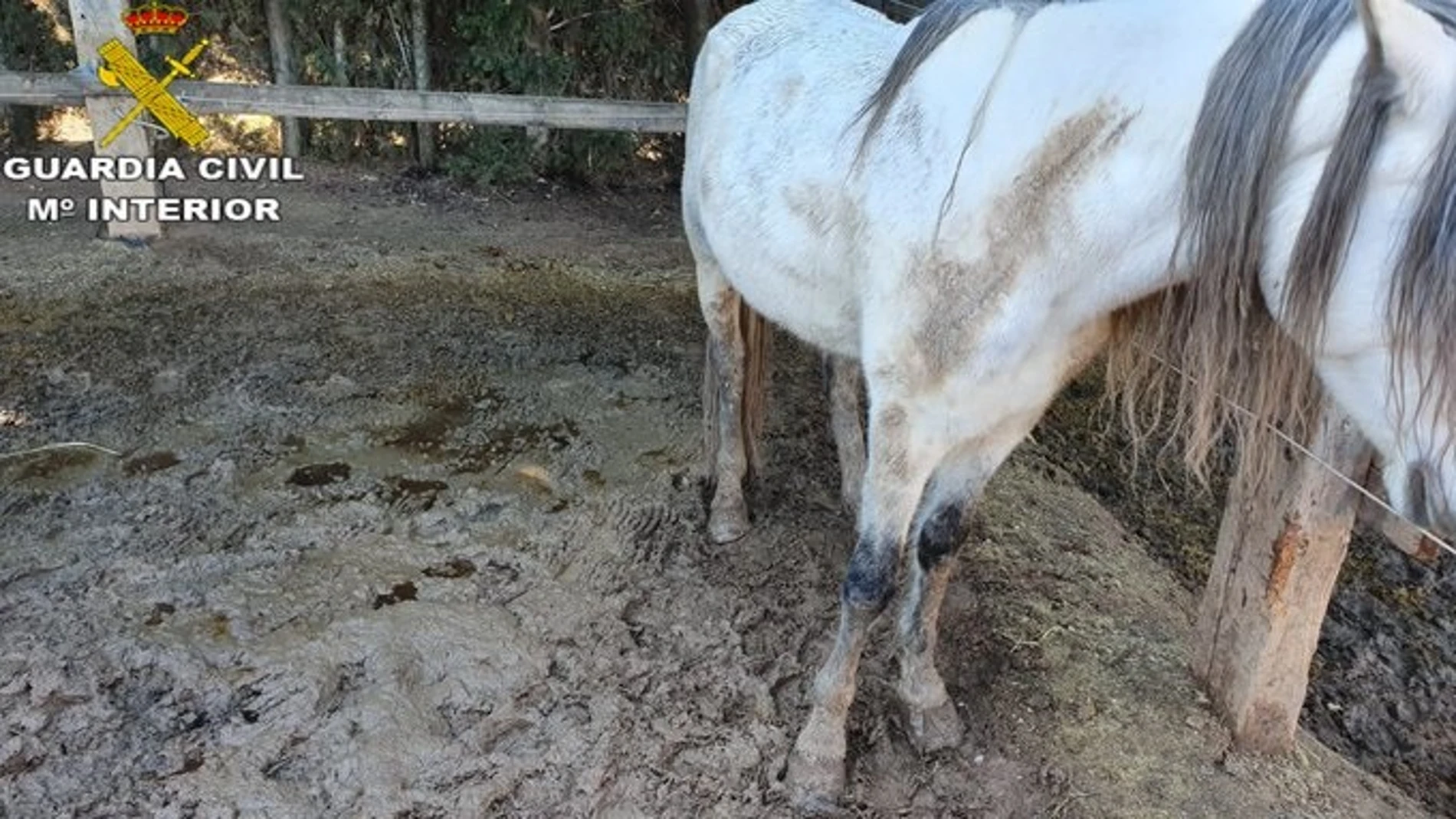 La mayoría de los caballos presentaban signos de llevar meses con una mala alimentación La mayoría de los caballos presentaban signos de llevar meses con una mala alimentación
