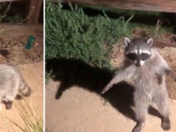 La reacción viral de dos mapaches que fingen ser estatuas al ser descubiertos