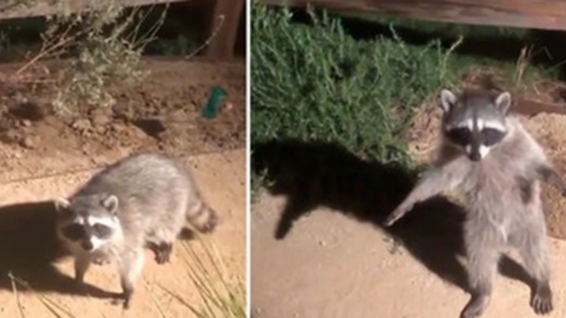 La reacción viral de dos mapaches que fingen ser estatuas al ser descubiertos La reacción viral de dos mapaches que fingen ser estatuas al ser descubiertos