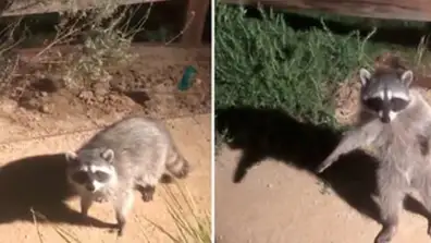 La reacción viral de dos mapaches que fingen ser estatuas al ser descubiertos La reacción viral de dos mapaches que fingen ser estatuas al ser descubiertos