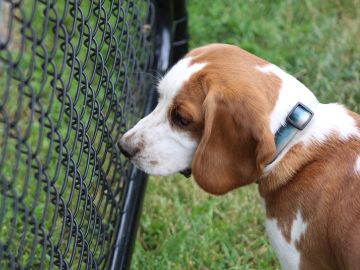 Perro Beagle en una perrera