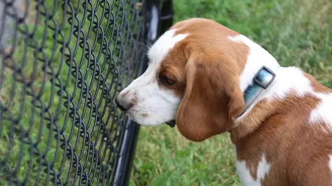 Perro Beagle en una perrera Perro Beagle en una perrera