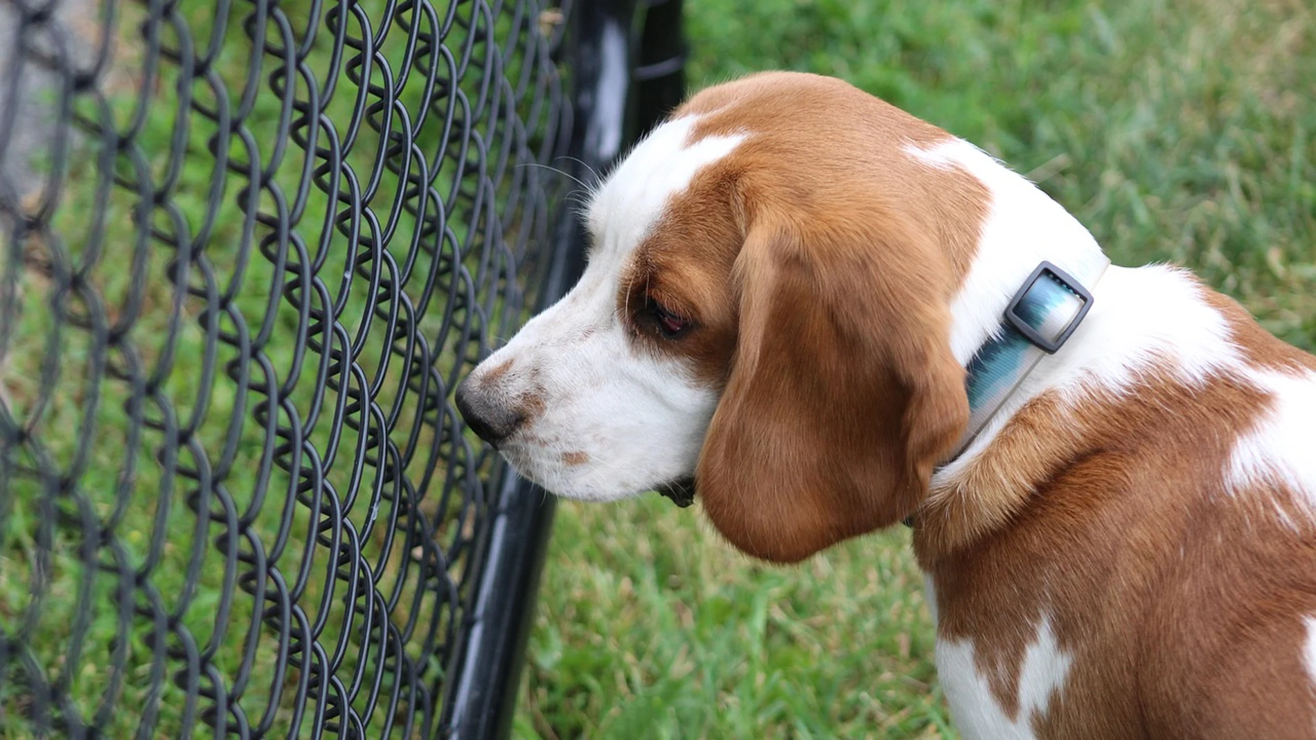 Perro Beagle en una perrera Perro Beagle en una perrera