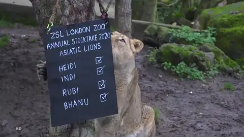 zoo zoo