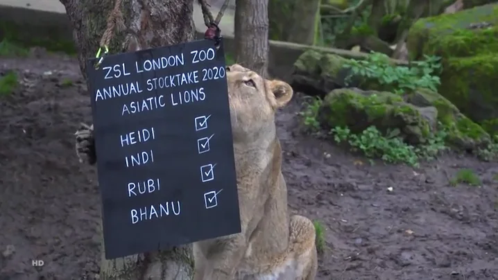 zoo zoo