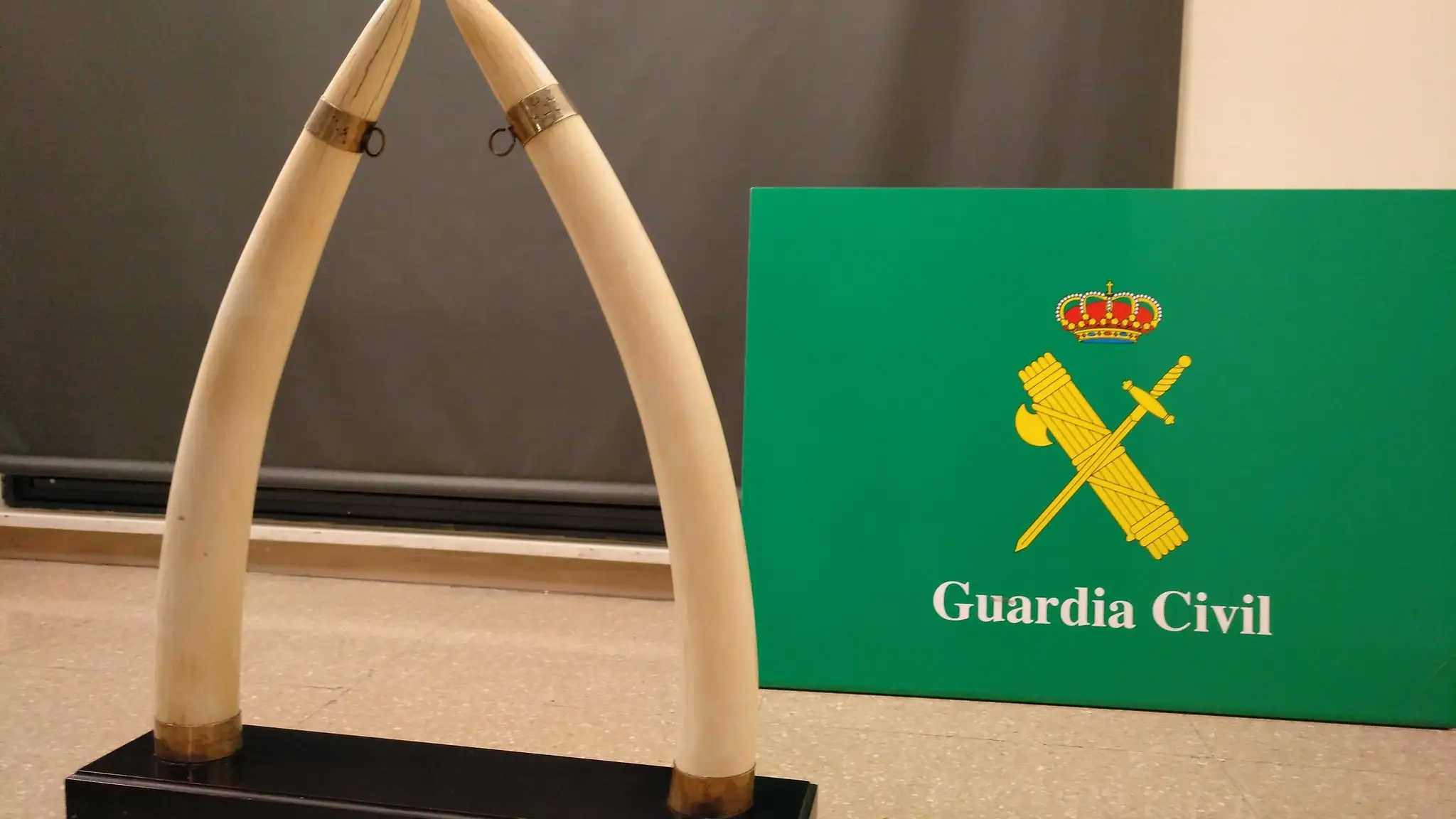 Imagen de los colmillos de elefante intervenidos en Sabadell.