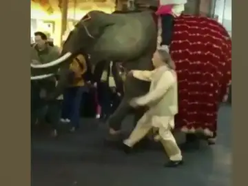 El alcalde de Medina del Campo recibe un susto al recibir un 'trompazo' por un elefante en la cabalgata de Reyes El alcalde de Medina del Campo recibe un susto al recibir un 'trompazo' por un elefante en la cabalgata de Reyes