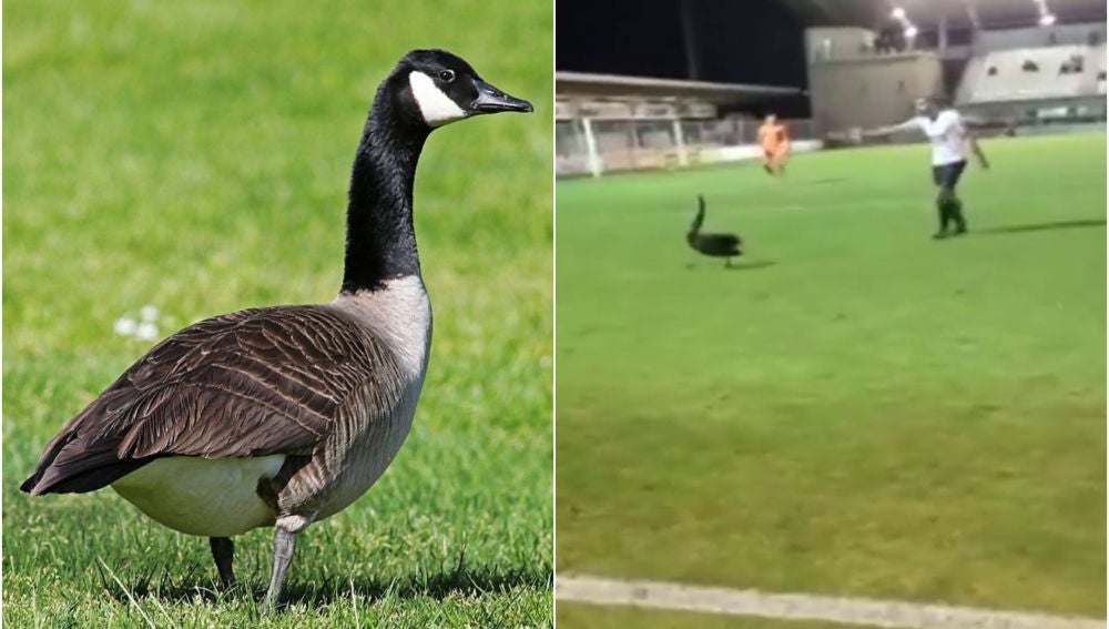 Un ganso se cuela en pleno partido de fútbol