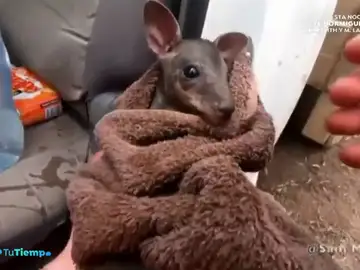 Espectaculares imágenes del rescate entre llamas de un canguro en los incendios que asolan Australia Espectaculares imágenes del rescate entre llamas de un canguro en los incendios que asolan Australia