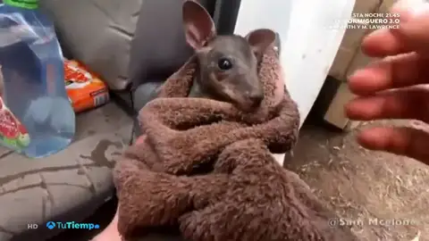 Espectaculares imágenes del rescate entre llamas de un canguro en los incendios que asolan Australia Espectaculares imágenes del rescate entre llamas de un canguro en los incendios que asolan Australia