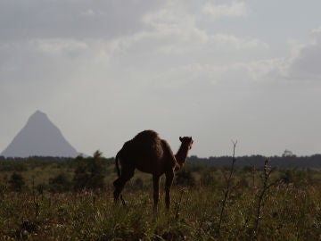Imagen de un camello en Australia