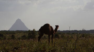 Imagen de un camello en Australia
