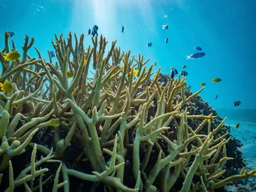 La acidificacion de los oceanos no afecta al comportamiento de los peces La acidificacion de los oceanos no afecta al comportamiento de los peces