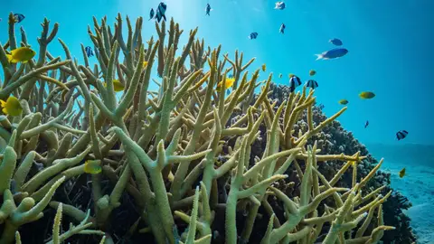 La acidificacion de los oceanos no afecta al comportamiento de los peces La acidificacion de los oceanos no afecta al comportamiento de los peces