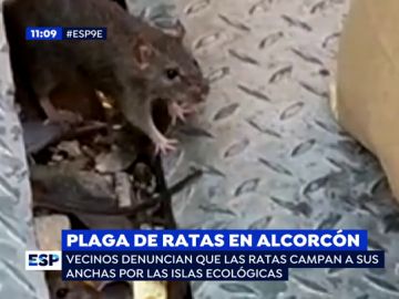 Ratas gigantes en Alcorcón.