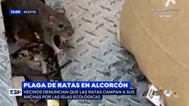 Impresionante plaga de ratas gigantes en las llamadas 'islas ecológicas' de Alcorcón