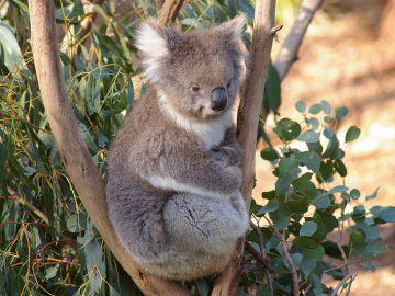 Koala in Australia