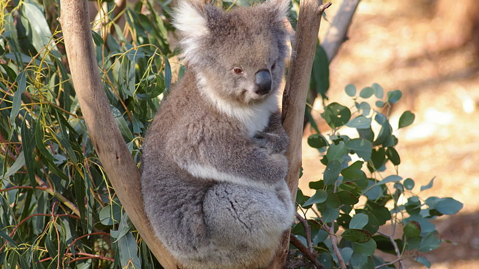 Koala in Australia Koala in Australia